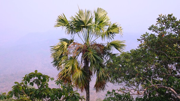 ค้อ Livistona speciosa Kurz<br/>ARECACEAE